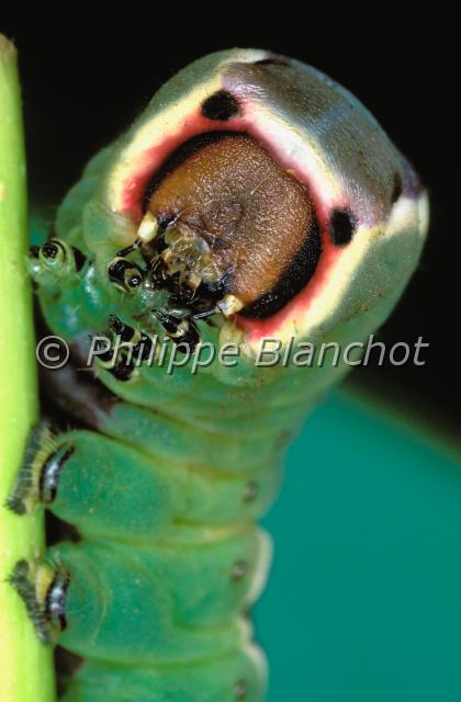 cerura vinula chenille.JPG - Cerura vinula (Portrait chenille)Grande queue fourchue Puss MothLepidoptera, NotodontidaeFrance
